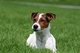 JACK RUSSEL 314